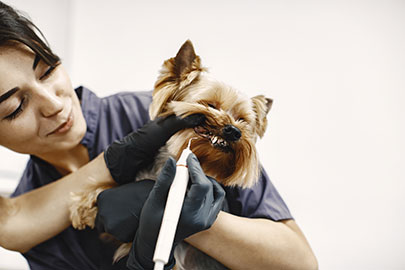 Dog dental care