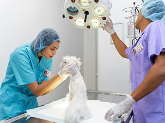 Veterinary care