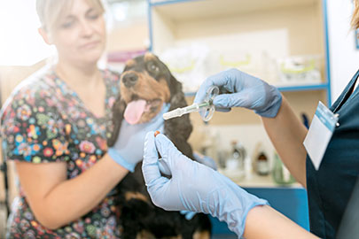 Dog veterinary treatment