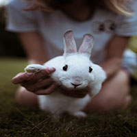 White rabbit